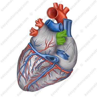Pulmonary veins (venae pulmonalis)